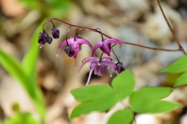 Unique flowers of barrenwort, bishop's hat, fairy wing or horny goatweed