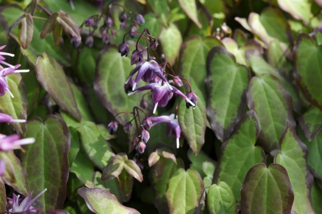 Epimedium grandiflorum 'Violet Nanum'