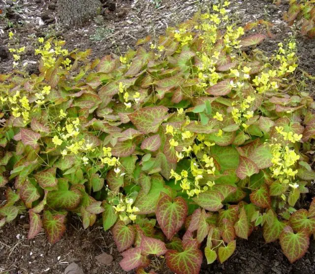 Epimedium frohnleiten