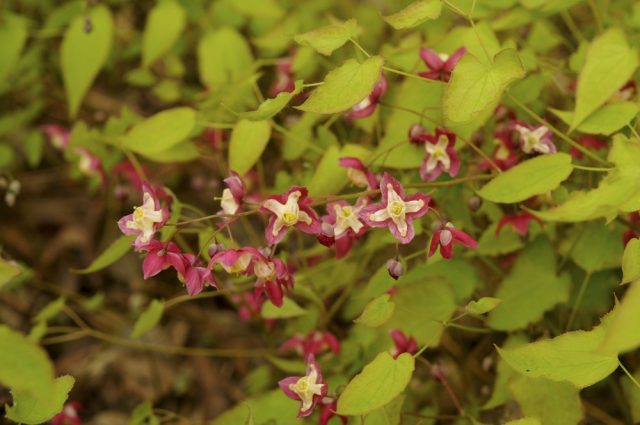 Epimedium alpinum