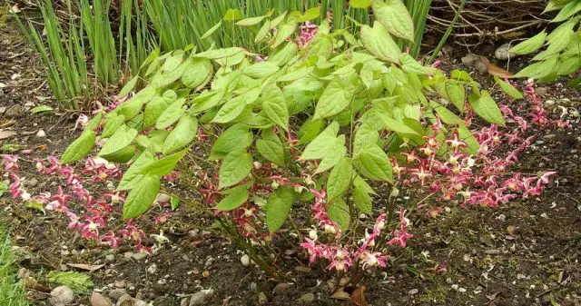 Epimedium rubrum