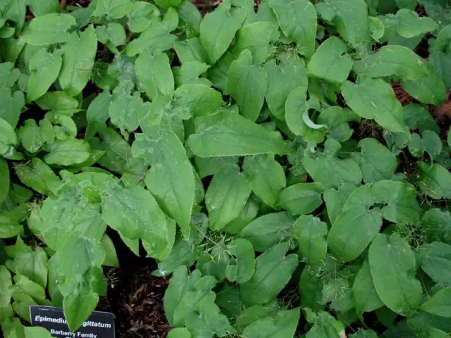 Epimedium sagittatum