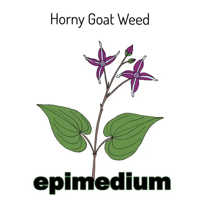 Epimedium