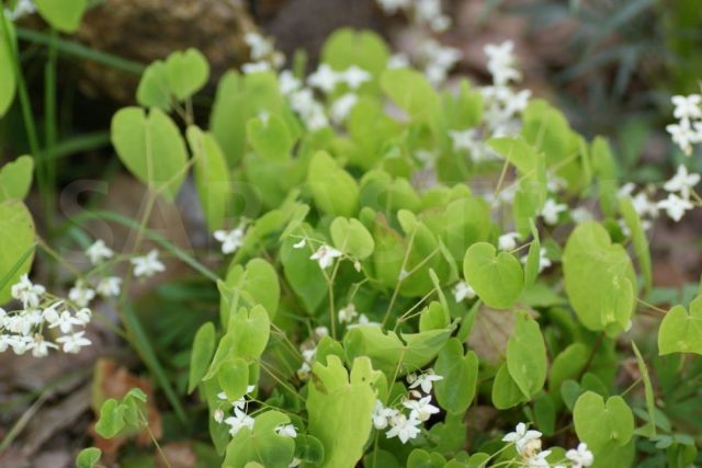 Epimedium brevicornum