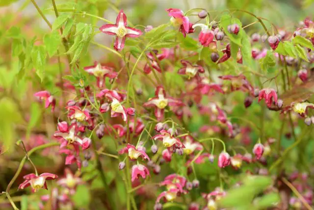 Epimedium flourishing in the garden