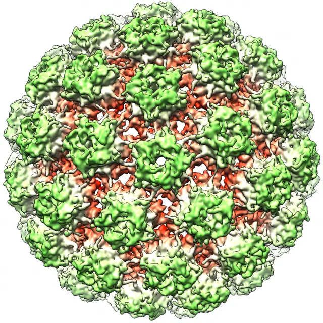 Human Papillomavirus