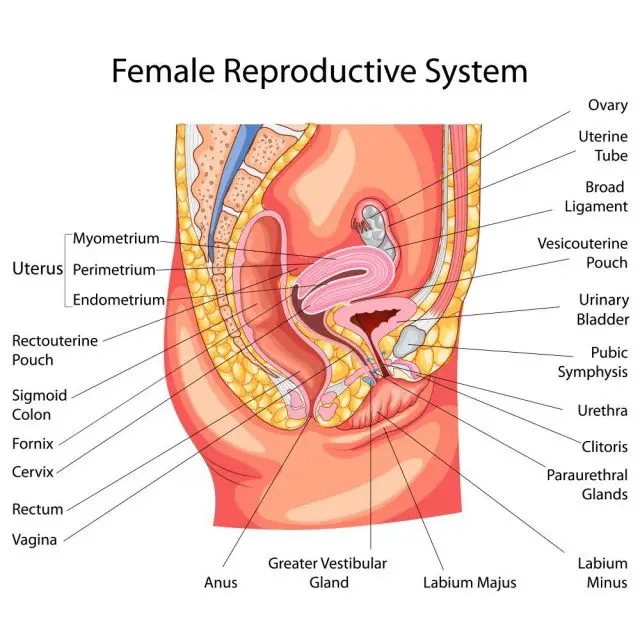 Premenopause: Female Reproductive System Diagram