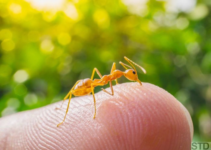 macro ant bite human finger in nature green background