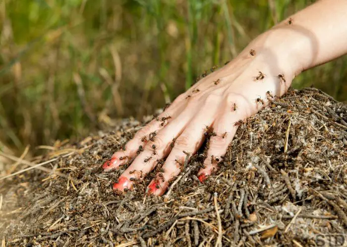 A plenty of ants on a female hand