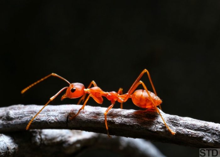 Macro shot of red ant in nature. Red ant is very small