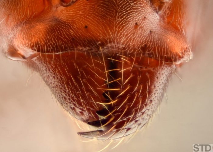 Extreme magnification - Ant jaws