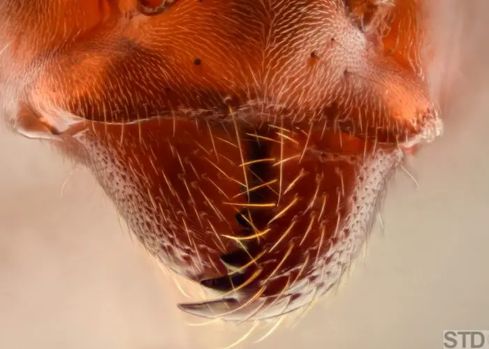 Extreme magnification - Ant jaws