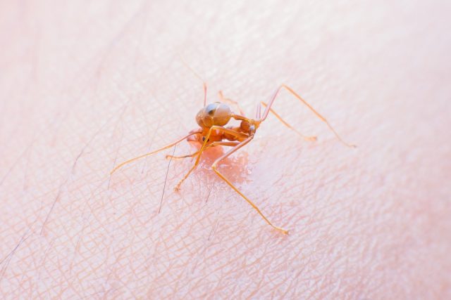 Ant biting human skin