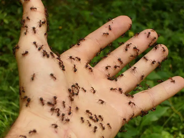 Things to know about ant bites allergic reaction