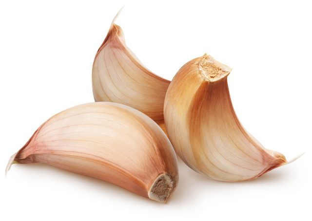 Garlic