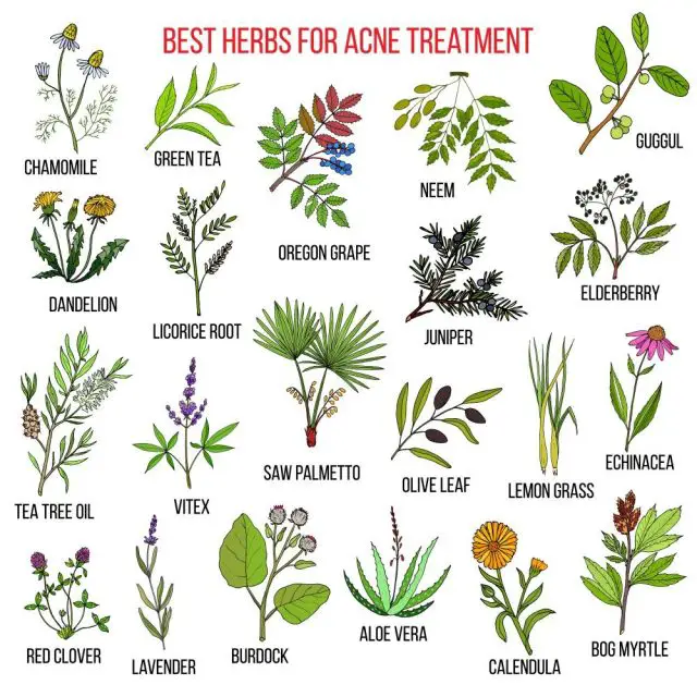 Collection of herbs for acne treatment