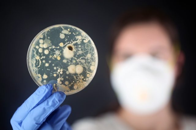 Examining bacteria in a petri dish