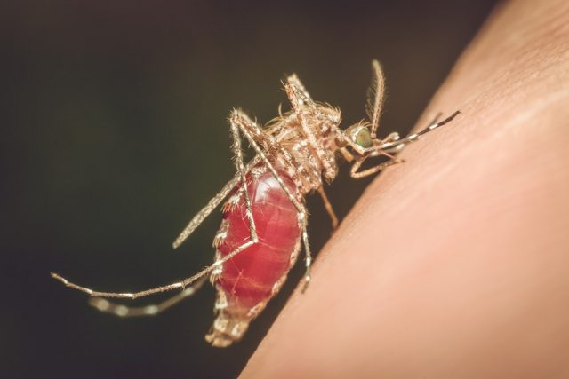 Macro of mosquito (Aedes aegypti) sucking blood close up on the human skin. Mosquito is carrier of Malaria, Encephalitis, Dengue and Zika virus