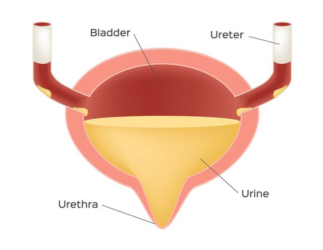 Bladder with urine