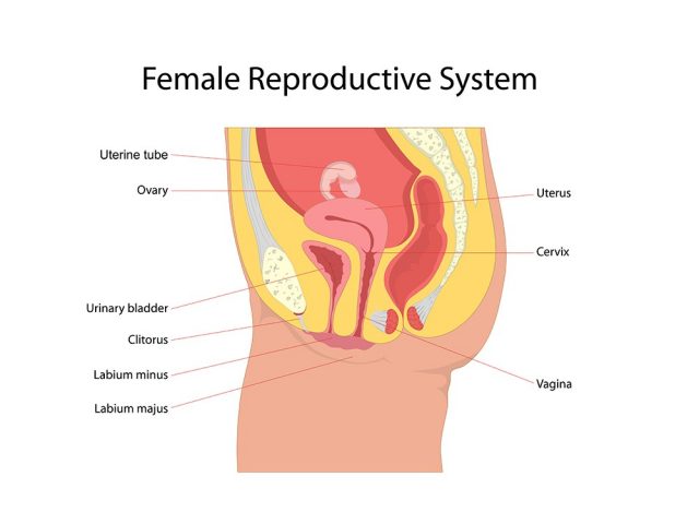 Female reproductive system