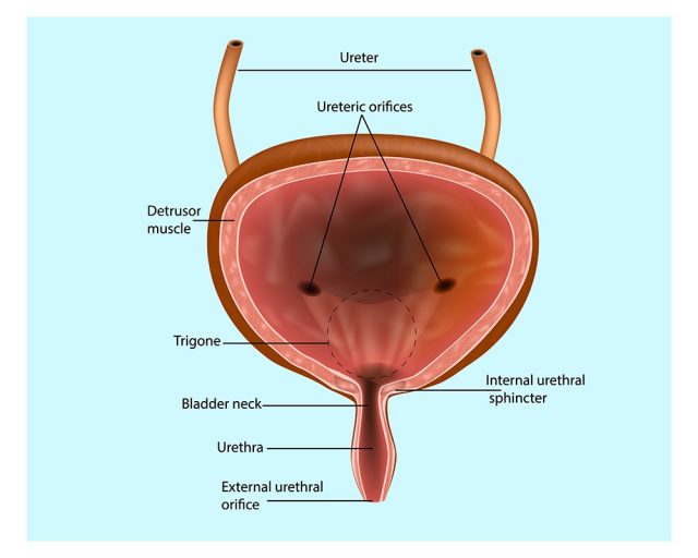 Anatomical structure of the bladder