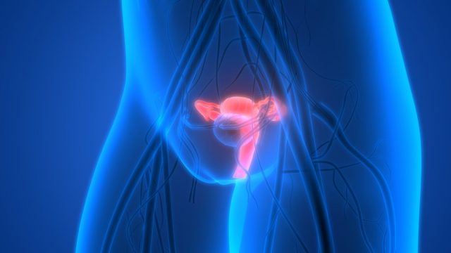 Female Reproductive System with nervous system and urinary bladder. 3D