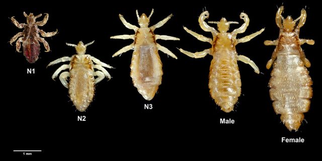 Body lices (Pediculus humanus var. corporis)