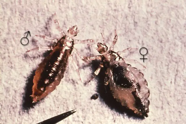 male and a female body louse