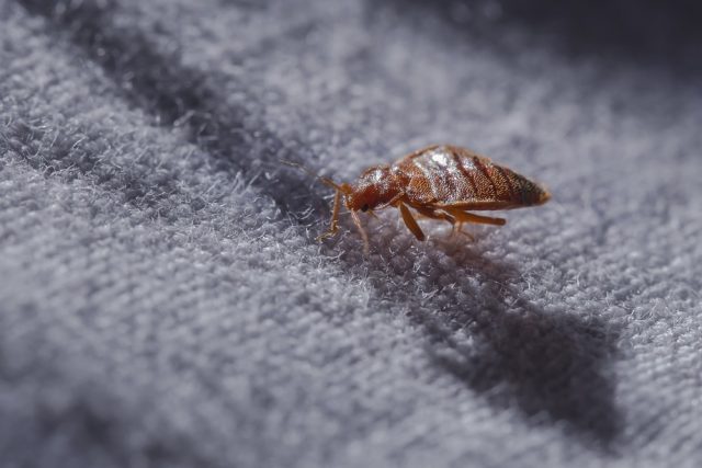 Bed bug Cimex lectularius at night in the moonlight