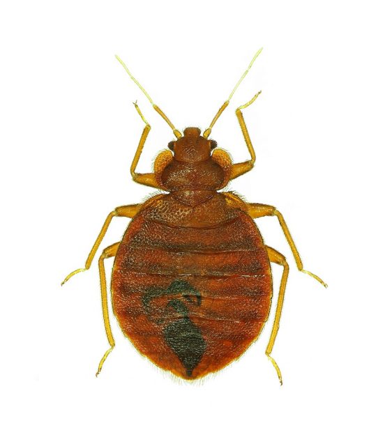 Bedbug (Cimex lectularius)