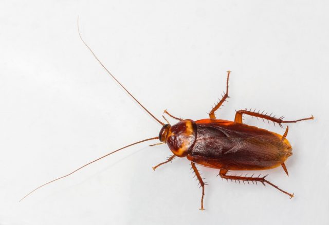 American cockroach - Periplaneta Americana