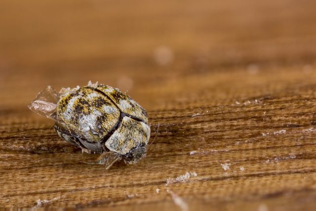 Dead Varied Carpet Beetle (Anthrenus verbasci) specimen