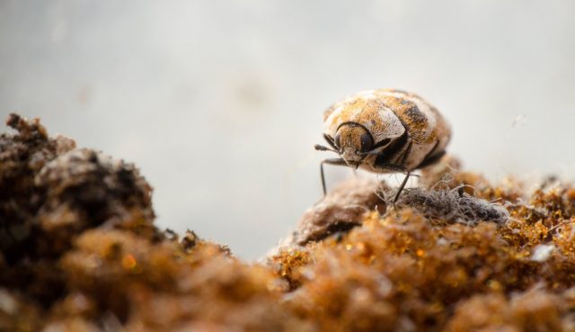 Macro picture of a varied carpet beetle walking on a old sponge