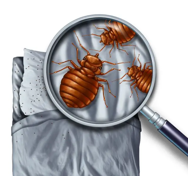 Bugs That Look Like Bed Bugs