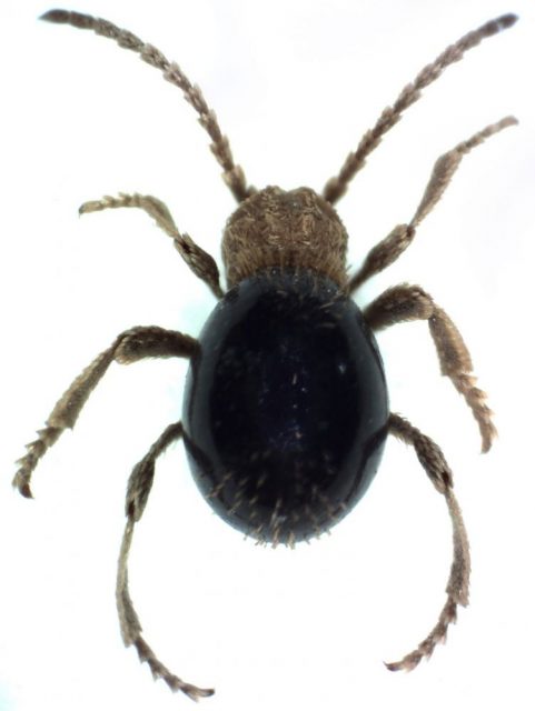 Spider beetle (Mezium americanum)