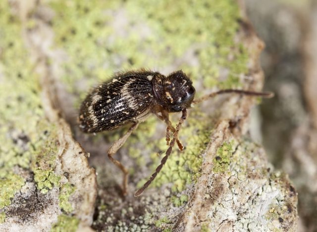 Spider beetle (Ptinus fur)