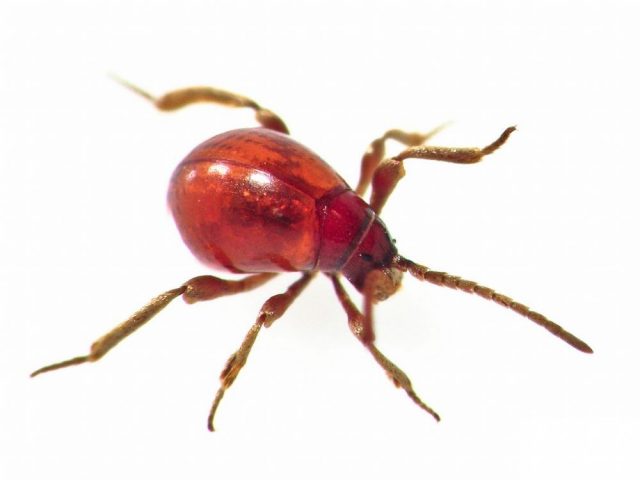 Spider beetle (Gibbium aequinoctiale)