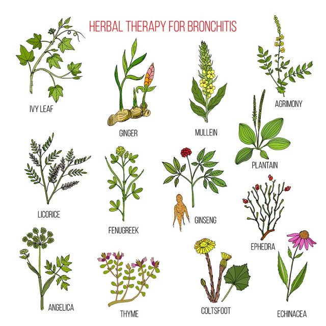 Herbal therapy for bronchitis: ivy, ginger, mullein, agrimony, licorice, fenugreek, ginseng, ephedra, plantain, angelica, thyme, coltsfoot, echinacea. 
