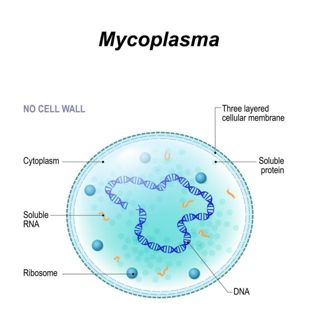 Structure of Mycoplasma cell. the bacterium is the causative agent of sexually transmitted diseases, pneumoniae, atypical pneumonia and other respiratory disorders. unaffected by many antibiotics.