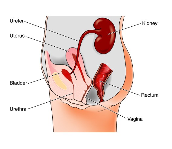 Female urinary system