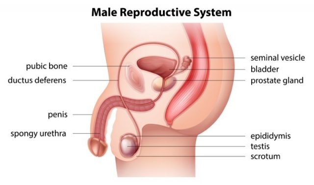 Illustration showing the male reproductive system