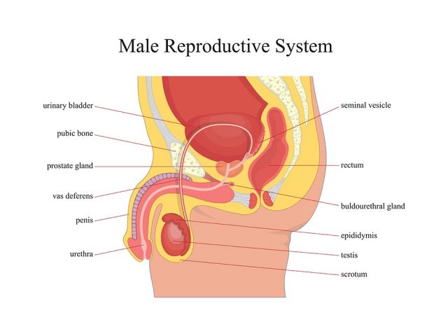 Male reproductive system