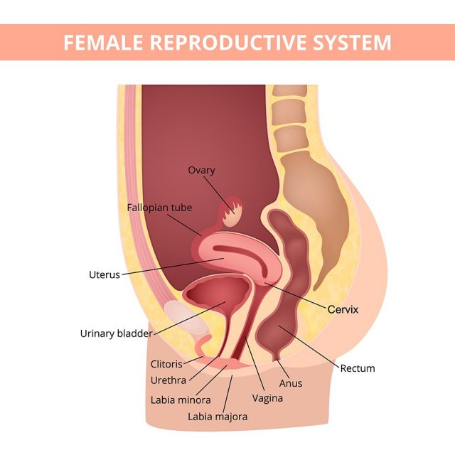 Female internal genital organs sectional, structure of the female reproductive system