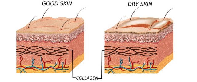 Dry skin on penis: Skin anatomy diagram