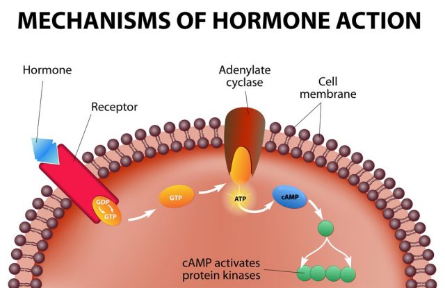 Mechanisms oа hormone action. Infographics