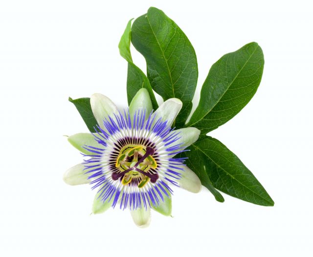 passion flower