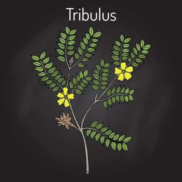 Bullhead (Tribulus terrestris), medicinal plant. Hand drawn botanical