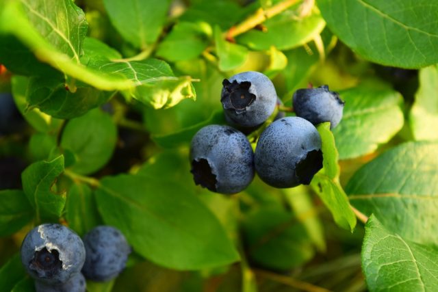 Juicy Highbush Blueberries