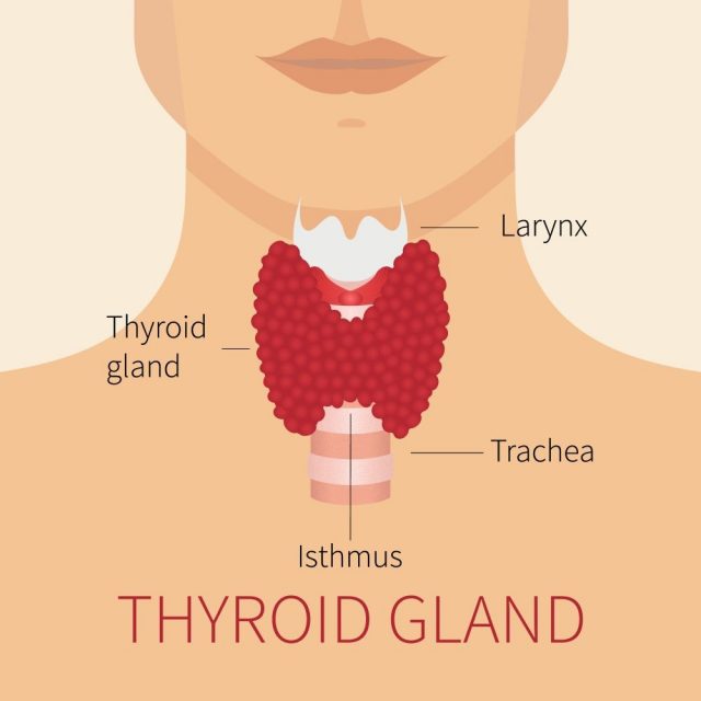 Thyroid gland and trachea scheme shown on a silhouette of a man