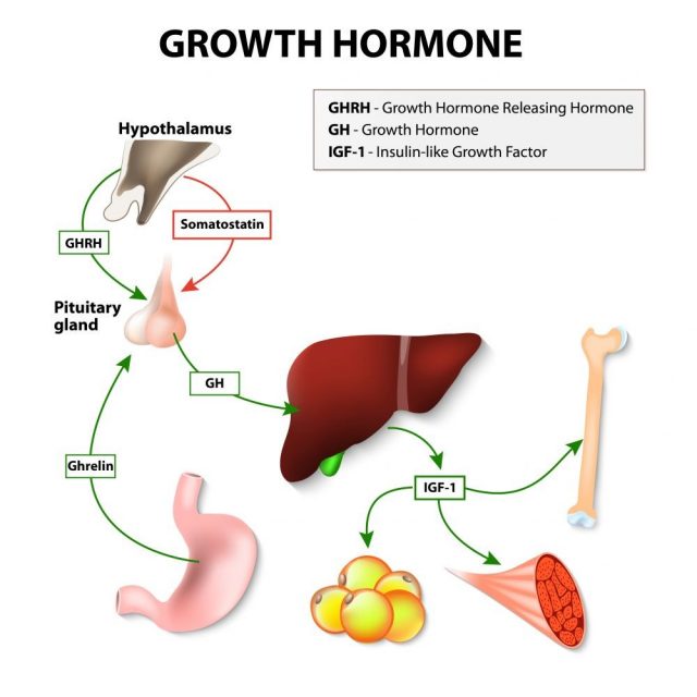 Growth hormone or somatotropin secreted by the pituitary gland. Growth hormone-releasing hormone stimulates anterior pituitary gland to release GH. The target of Growth hormone: liver, bone and muscle